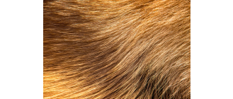 Co to jest podszerstek i jak o niego zadbać? Jakie są rodzaje włosów?