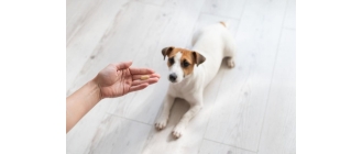 Olej CBD dla psa – działanie oleju z konopi