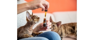 Poznaj olej konopny CBD dla kota