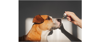 Olej kokosowy, z łososia, parafinowy - który olej dla psa jest najlepszy?