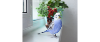 Opieka nad papugami podczas wakacji