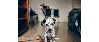 Osowiały i smutny pies – jakie mogą być tego przyczyny?