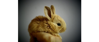 Jak oswoić królika? Socjalizacja królika z psem i kotem