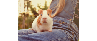 Jak długo oswaja się świnka morska? 4 kroki budowania relacji