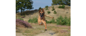 Owczarek belgijski (Malinois) - poradnik i charakterystyka rasy