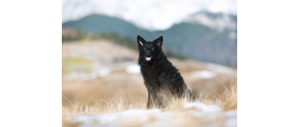 Owczarek chorwacki (Croatian sheepdog) - encyklopedia ras psów