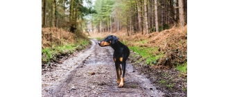 Owczarek francuski Beauceron – Encyklopedia psów
