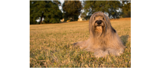 Owczarek kataloński (Perro de pastor catalan) - encyklopedia ras psów