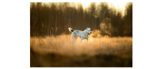 Owczarek środkowoazjatycki (Ałabaj) – najważniejsze informacje o rasie