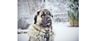 Owczarek kaukaski - najważniejsze informacje o rasie