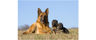 Grupa I Sekcja 1 w FCI: Owczarki - poznaj cechy tej grupy psów