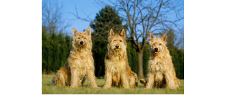 Owczarek pikardyjski - nieokrzesany kudłacz. Encyklopedia ras psów