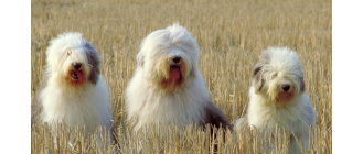 Owczarek staroangielski bobtail - encyklopedia ras psów