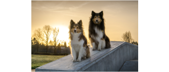 Owczarek szetlandzki, czyli Sheltie – encyklopedia ras psów