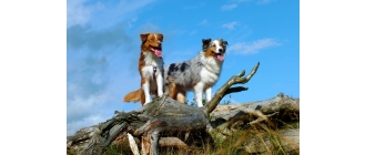 Owczarek australijski (Australian Shepherd) – charakterystyka, pielęgnacja, zdrowie (Encyklopedia psów)