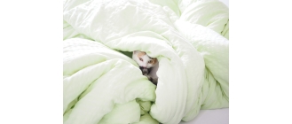 Pasożyty u zwierząt – owsiki w kale u psa i u kota?