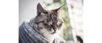 Atak padaczki u kota – jak pomóc kotu z epilepsją?