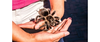 Tarantula - najważniejsze informacje o pająku