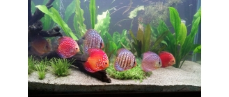 Paletki ryby (dyskowce) – najważniejsze informacje o gatunku