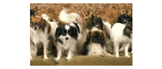 Spaniel kontynentalny miniaturowy papillon i phalene – poznaj małe, łaciate łobuzy