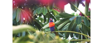 Gadająca papuga – które gatunki potrafią mówić najlepiej?