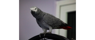 Papuga żako – najważniejsze informacje