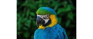 Pierzenie u papug i jego zaburzenia