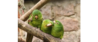 Papuga falista – czym się charakteryzuje i jak o nią dbać?