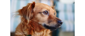 Parawiroza u psów - porady weterynarza