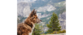 Gdzie wybrać się do parku krajobrazowego z psem?