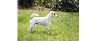 Parson Russell Terrier – najważniejsze informacje o rasie – Encyklopedia psów
