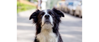 Jak wyrobić i ile kosztuje paszport dla psa?