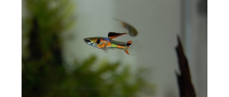 Pawie oczko, czyli gupik – skąd popularność tych ryb akwariowych?