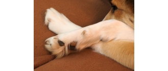 Obcinanie pazurów u psa. Niezbędne informacje na temat pielęgnacji psich pazurów