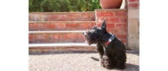 Jak rozpoznać pchły u psa i jak się ich pozbyć? Czy psie pchły są też zagrożeniem dla człowieka?