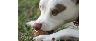 Kształt przysmaków dla psów – czy ma znaczenie?