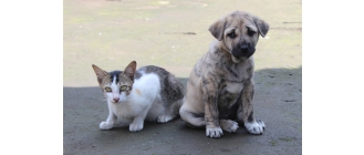 IBD (nieswoiste zapalenie jelit) u psów i kotów