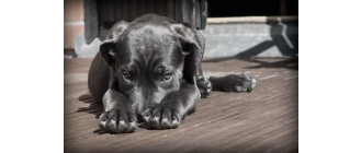 Zapalenie pęcherza u psa – przyczyny, objawy i leczenie