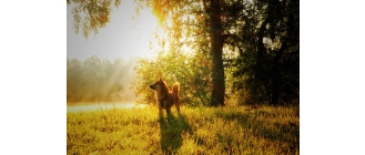 Shiba inu – najważniejsze informacje o rasie