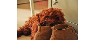 5 powodów przez które Twój pies gryzie meble (i nie tylko)