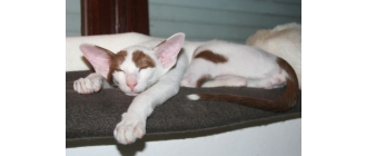 Peterbald (Sfinks peterburski) - Encyklopedia kotów