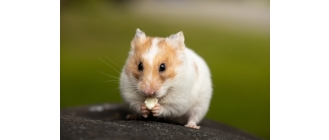 Co może jeść chomik? Jak powinna wyglądać dieta tego zwierzęcia?