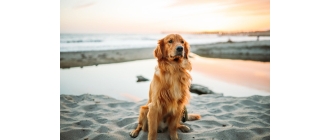 Golden Retriever - charakterystyka, pielęgnacja, zdrowie (Encyklopedia psów)