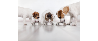 Zespół PICA, czyli syndrom łaknienia spaczonego u kotów i psów