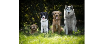 Jaki jest najpiękniejszy pies na świecie? Poznaj top 10 najładniejszych ras psów