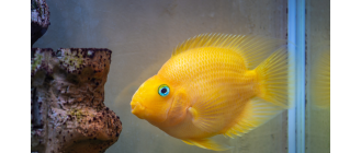 Pielęgnica papuzia - kontrowersyjna ryba akwariowa