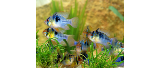 Pielęgniczki – przewodnik po gatunku ryb