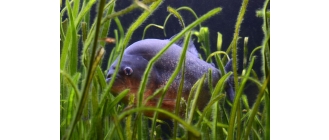 Skuteczne metody na pierwotniaki w akwarium