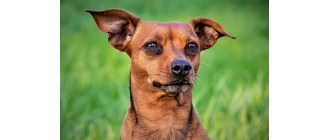 Babeszjoza - najgroźniejsza choroba odkleszczowa u zwierząt