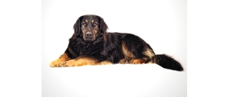 Hovawart - najważniejsze informacje o rasie. Encyklopedia ras psów